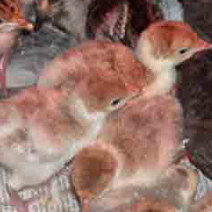 Bourbon Red Chicks